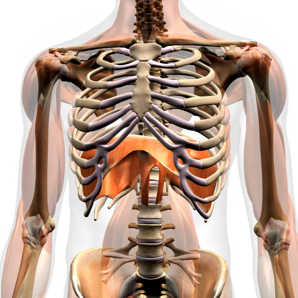 Male Diaphragm Muscle Isolated in Rib Cage Human diaphragm muscle isolated in upper body ribcage skeleton on a white background. medical diagram photos stock pictures, royalty-free photos & images
