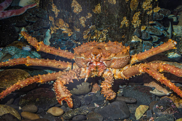 el cangrejo rey rojo (paralithodes camtschaticus), también llamado cangrejo kamchatka o cangrejo rey de alaska, es una especie de cangrejo rey nativo del extremo norte del océano pacífico, incluyendo el mar de bering y el golfo de alaska. isla kodiak. m - alaskan king crab fotografías e imágenes de stock