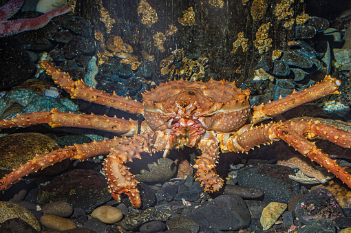 Colorful crab from Aruba seen from the front on a stone, with the blue sea on the background