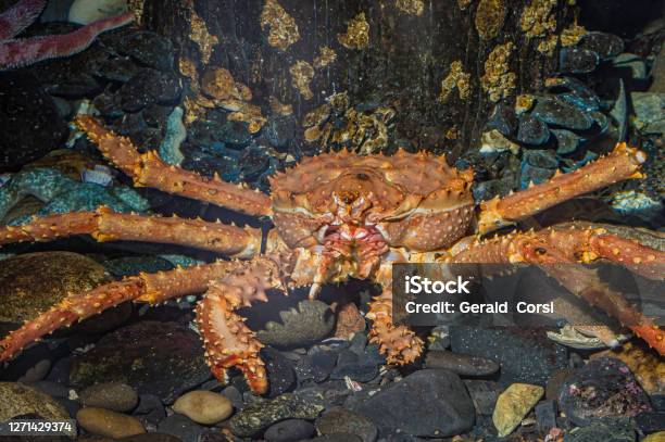 The Red King Crab Also Called Kamchatka Crab Or Alaskan King Crab Is A Species Of King Crab Native To The Far Northern Pacific Ocean Including The Bering Sea And Gulf Of Alaska Kodiak Island Showing Mouth Parts Stock Photo - Download Image Now