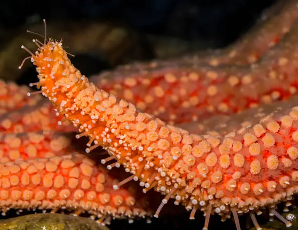 Pycnopodia helianthoides, commonly known as the sunflower sea star, is a large sea star found in the northeast Pacific. Kodiak, Alaska. Tube feet and undersurface.