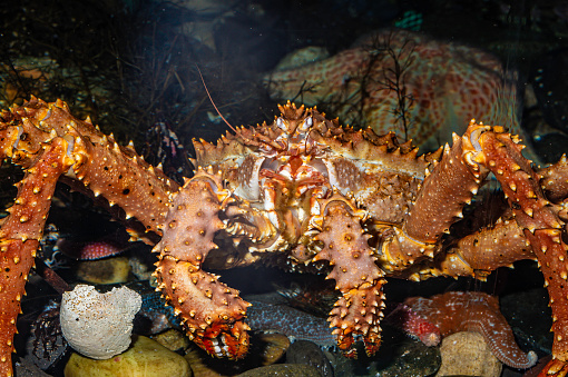 The red king crab (Paralithodes camtschaticus), also called Kamchatka crab or Alaskan king crab, is a species of king crab native to the far northern Pacific Ocean, including the Bering Sea and Gulf of Alaska. Kodiak Island. Showing mouth parts.
