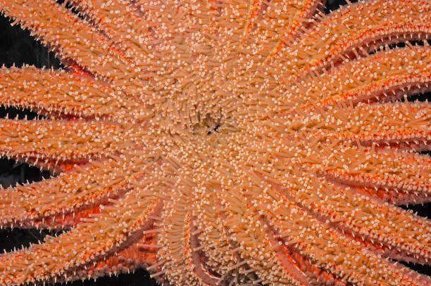 Pycnopodia helianthoides, commonly known as the sunflower sea star, is a large sea star found in the northeast Pacific. Kodiak, Alaska. Tube feet and undersurface. Pycnopodia helianthoides, commonly known as the sunflower sea star, is a large sea star found in the northeast Pacific. Kodiak, Alaska. Tube feet and undersurface. sunflower star stock pictures, royalty-free photos & images