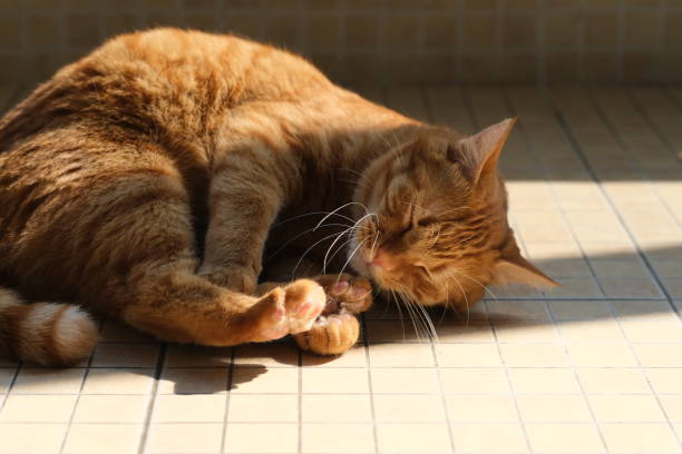 resting cat under sunlight
