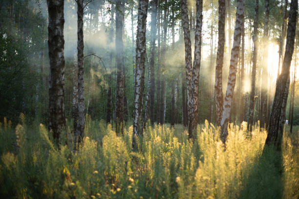 istock Morning fog in the light summer forest. 1271433937