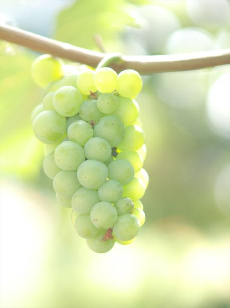 Early autumn vineyard
