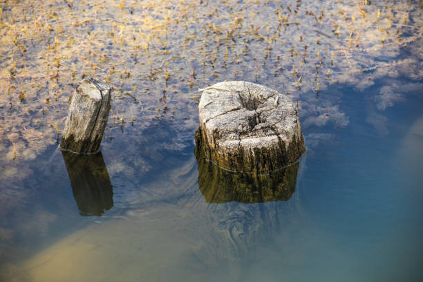 Dead tree branch in the lake and its reflection with cloudy sky on water. Azerbaijan nature