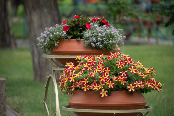 istock Trout red-yellow petunia in a pot, close-up 1271437834