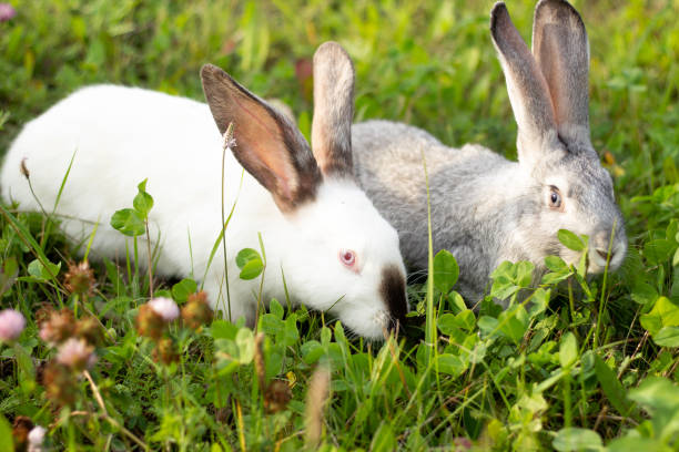 istock Two rabbits, gray and white. Rabbits eat grass. 1271438502