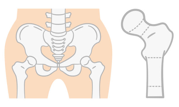 Flat illustration of the pelvis Flat illustration of the pelvis pelvis stock illustrations