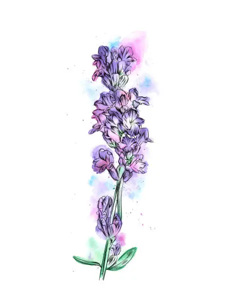 Vector illustration of Lavender Ink and Wash Illustration. Vector EPS10 Illustration