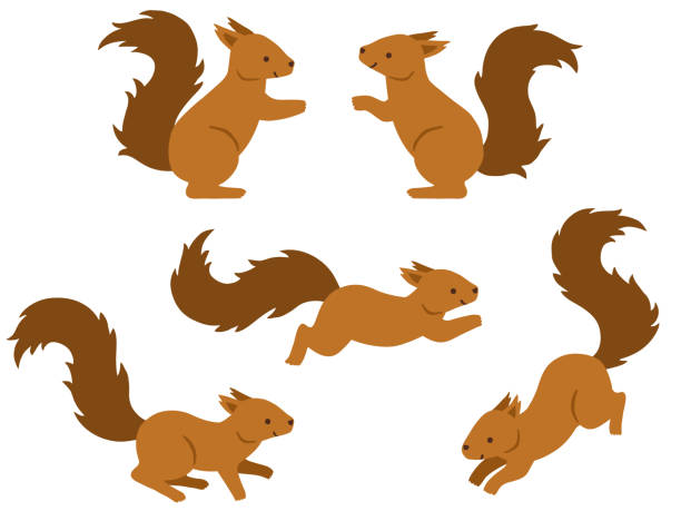 Illustration Set Of Squirrels Stock Illustration - Download Image Now - Eurasian Red Squirrel, Squirrel, Running - iStock Illustration Set Of Squirrels Stock Illustration - Download Image Now - Eurasian Red Squirrel, Squirrel, Running - iStock
