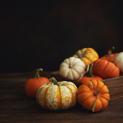 Thanksgiving background with pumpkin collection on dark rustic wood table