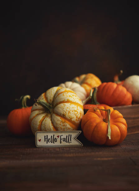 istock Thanksgiving background with pumpkin collection on dark rustic wood table with Hello Fall Message 1271448180