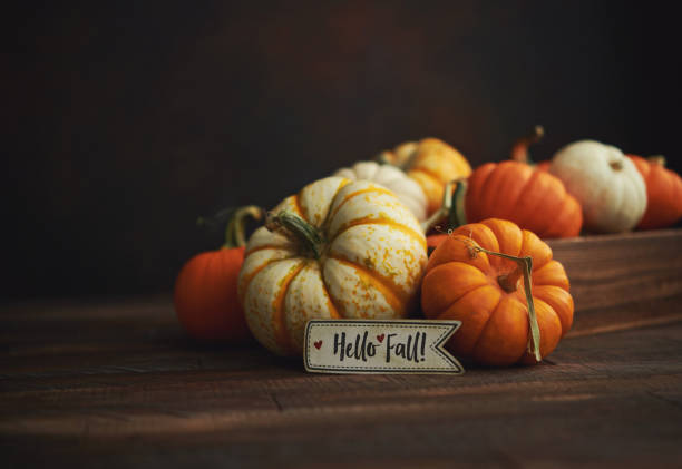 istock Thanksgiving background with pumpkin collection on dark rustic wood table with Hello Fall Message 1271448230