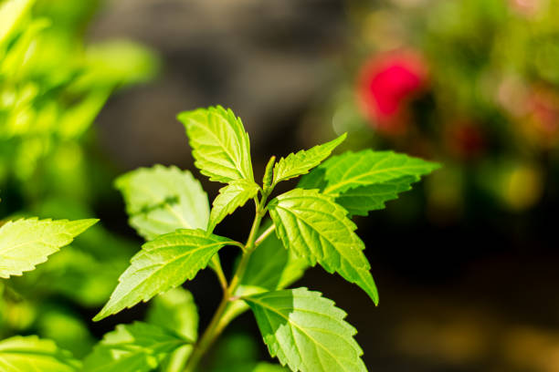 Orthosiphon aristatus green leaf Orthosiphon aristatus green leaf in the garden, medicinal tree. orthosiphon aristatus stock pictures, royalty-free photos & images