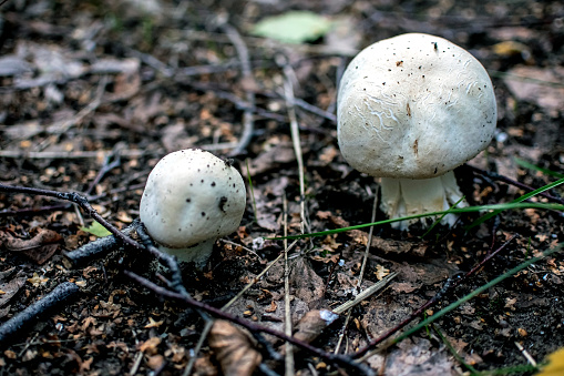 young edible mushrooms with the Latin name Agaricus campestris grow in the forest on the ground among the grass