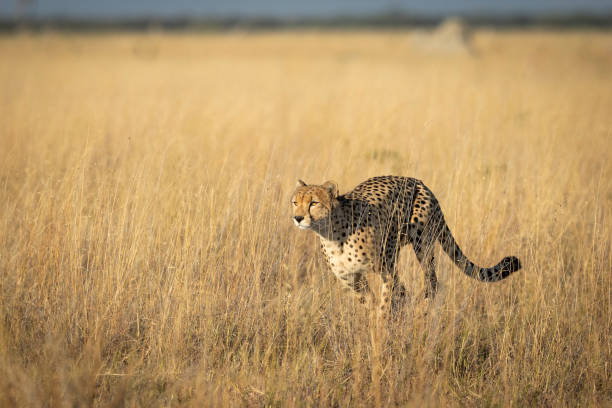 ghepardo che corre in erba gialla alla luce del sole del mattino nella riserva di savuti in botswana - riserva di savuti foto e immagini stock