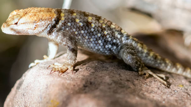 istock Spiny Lizard, Adult Female 1271449654