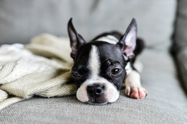 istock Boston Terrier Puppy with Big Ears Indoors on Couch 1271450257
