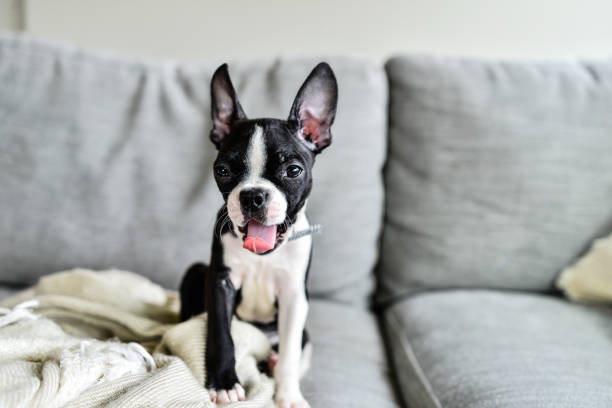 istock Boston Terrier Puppy with Big Ears Indoors on Couch 1271450258
