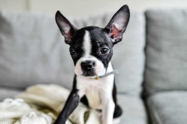 istock Boston Terrier Puppy with Big Ears Indoors on Couch 1271450260