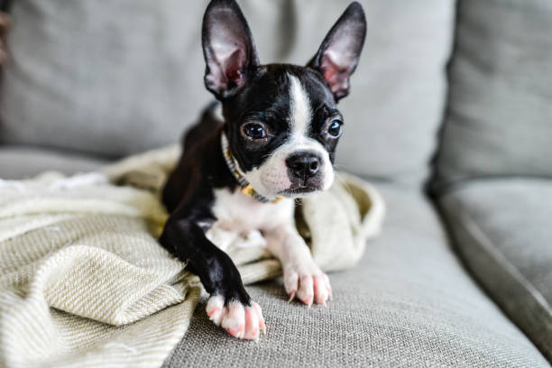 istock Boston Terrier Puppy with Big Ears Indoors on Couch 1271450308
