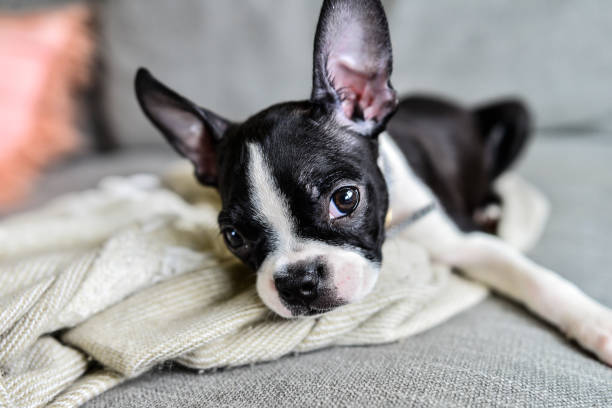 istock Boston Terrier Puppy with Big Ears Indoors on Couch 1271450309