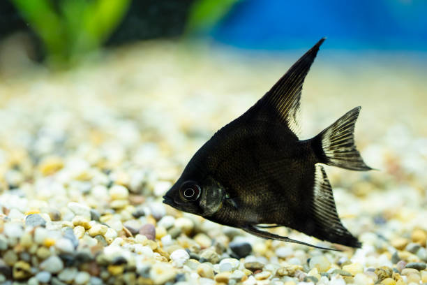 istock Tropical angelfish swimming in the aquarium 1271450317