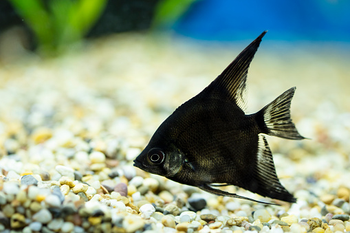 Tropical angelfish swimming in the aquarium