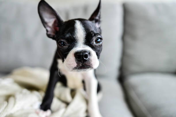 istock Boston Terrier Puppy with Big Ears Indoors on Couch 1271450323