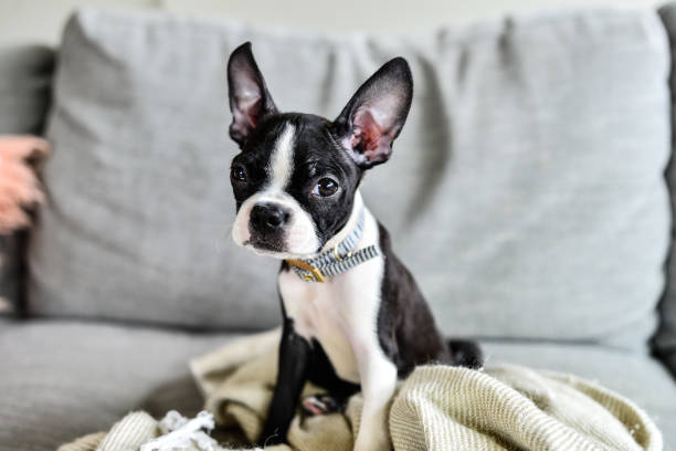 istock Boston Terrier Puppy with Big Ears Indoors on Couch 1271450336