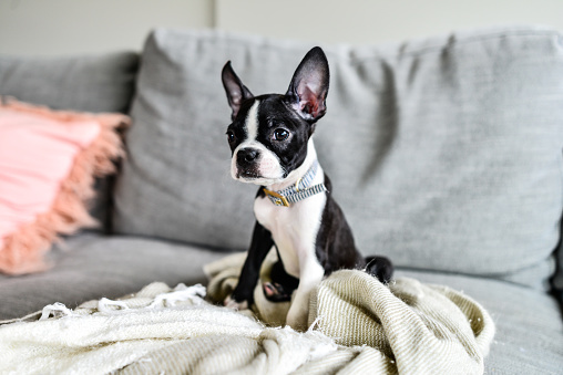 Boston Terrier Puppy with Big Ears Indoors on Couch with Blanket