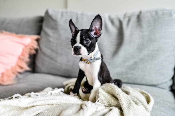 Boston Terrier Puppy with Big Ears Indoors on Couch Boston Terrier Puppy with Big Ears Indoors on Couch with Blanket alternative pose stock pictures, royalty-free photos & images