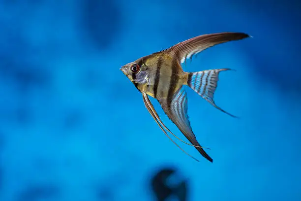 Photo of Tropical angelfish swimming in the aquarium