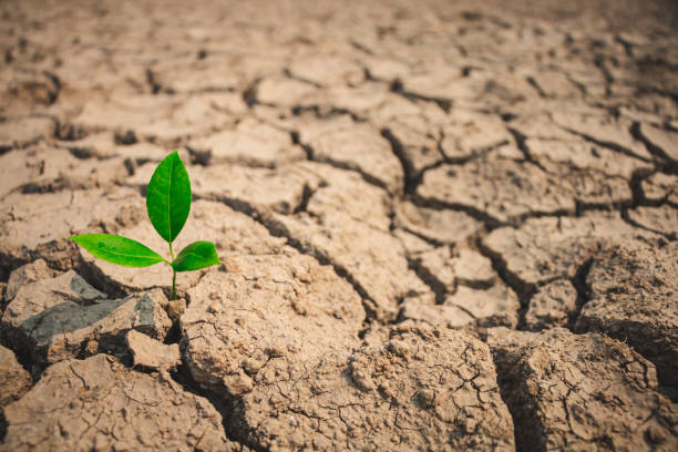 istock Growth of trees in drought crisis, Living with tree drought. 1271452442