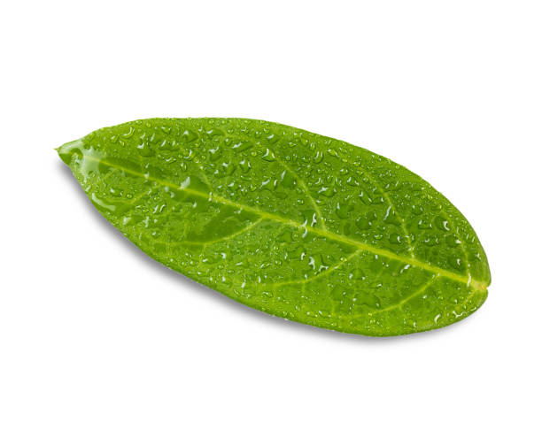 istock Green leaves with water drops isolated on a white background. with clipping paths. 1271454457
