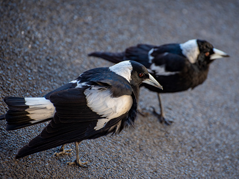 Adult Australian magpies hunting for food.