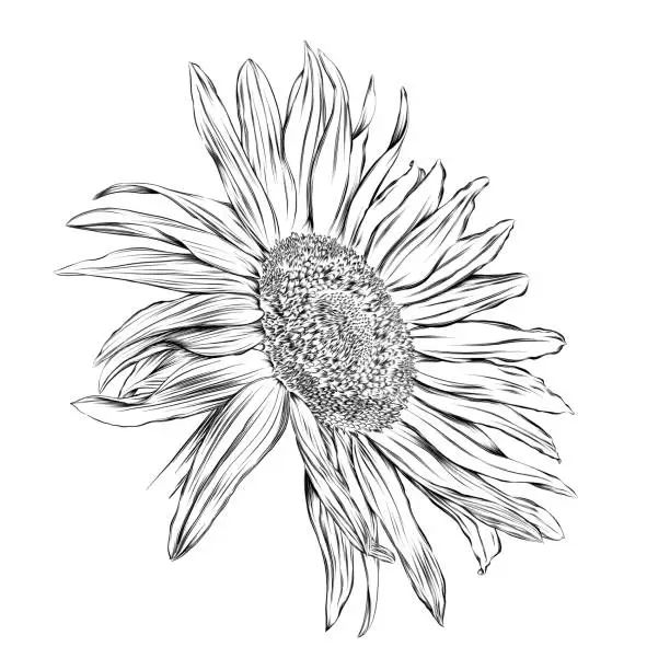 Vector illustration of Sunflower Vector Ink Drawing. EPS10 Illustration