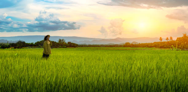 fermier de femme regardant des semis verts de riz dans un champ de paddy avec le beau ciel et le nuage, le soleil au-dessus d’une chaîne de montagne à l’arrière-plan, montagnes rurales de phu luang en thaïlande - photography cloud plantation plant photos et images de collection