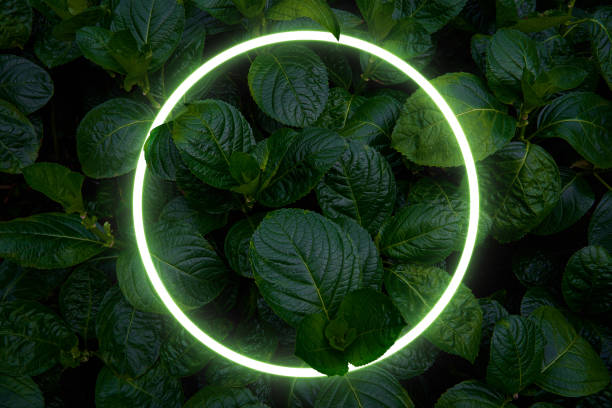 istock Beautiful and fresh green leaves with circle neon light 1271461881