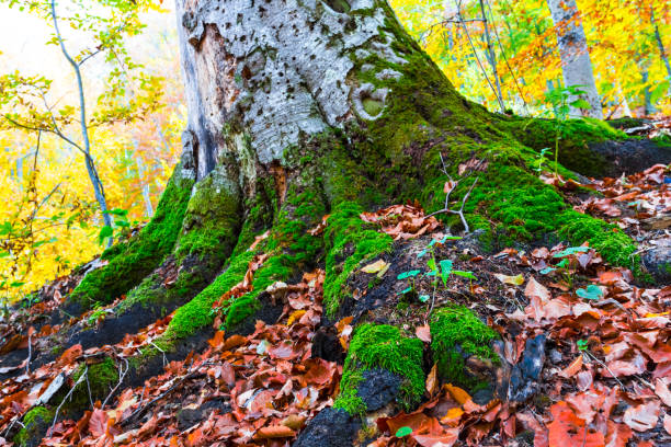 istock closeup old tree in a autumn forest 1271462858