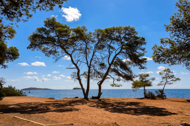 Mediterranean Pine Tree stock photo