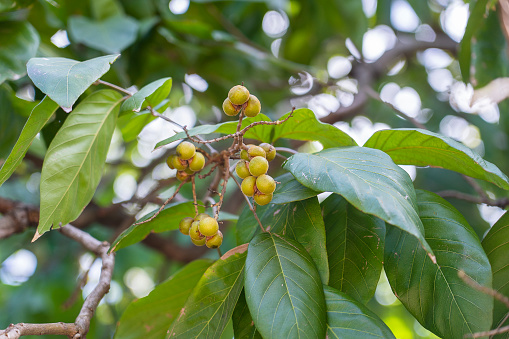 Sapindus rarak is a species of soapberry. It is a deciduous tree on a sunny day on the island of Zanzibar, Tanzania, East Africa