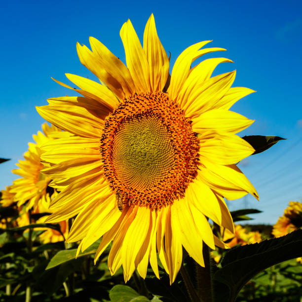 istock Blooming sunflower on a background of blue sky 1271467488