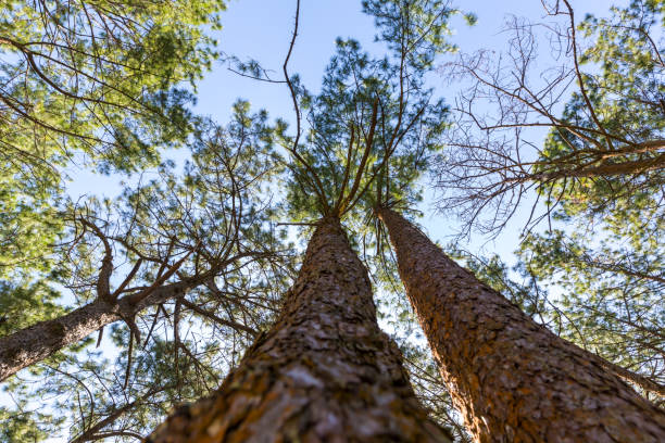 the pine forest often appears in high mountains. under khasiya pine (pinus kesiya) with worm eye view concept. old large tree in the forest. - kesiya imagens e fotografias de stock