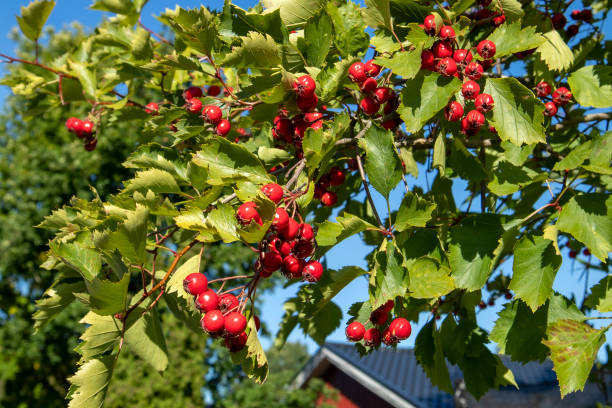 istock Fanleaf hawthorn berries, Crataegus flabellata 1271472065