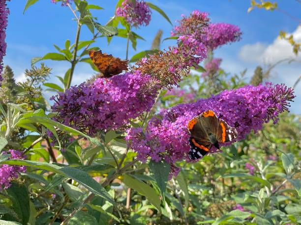 istock Butterflys in the after summer 1271472758