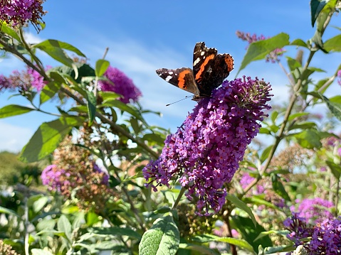 Butterflys sitting on the purple Buddleia in the garden