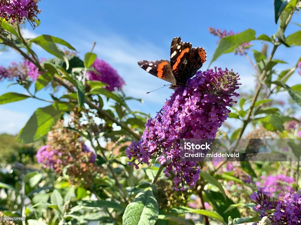 Butterflys in the after summer Butterflys sitting on the purple Buddleia in the garden Butterfly Garden Stock Photo